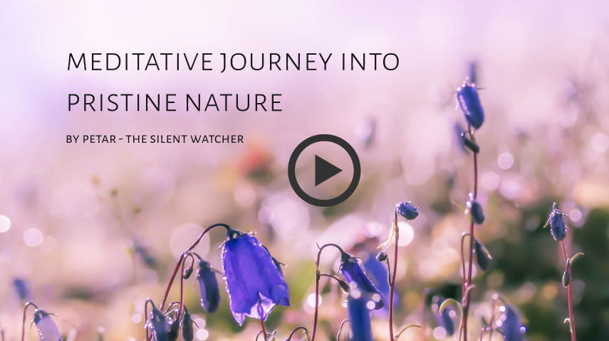 Meditative Journey into Pristine Nature