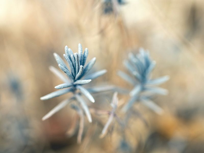 soft focus wild plants