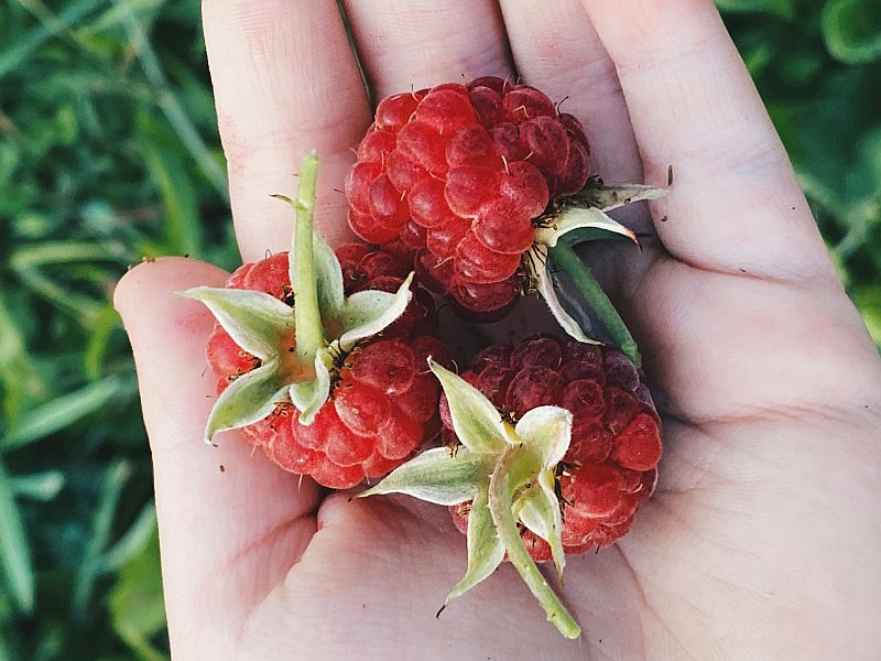 someone showing raspberries in open hands as a metaphore for the gifts of life and self reflection